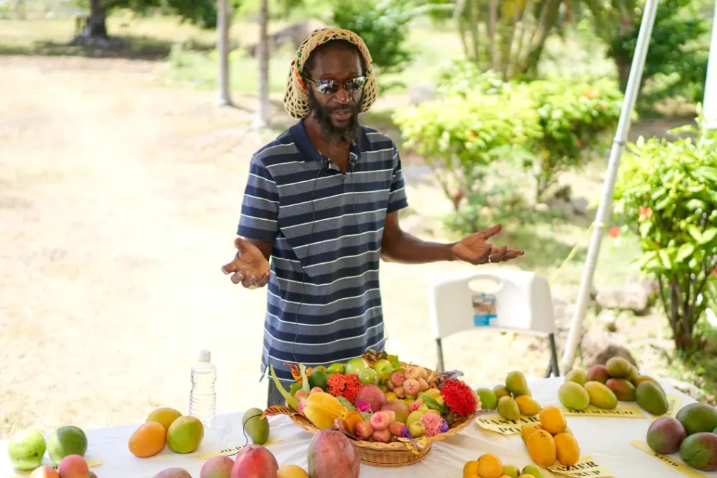 discovering mangoes