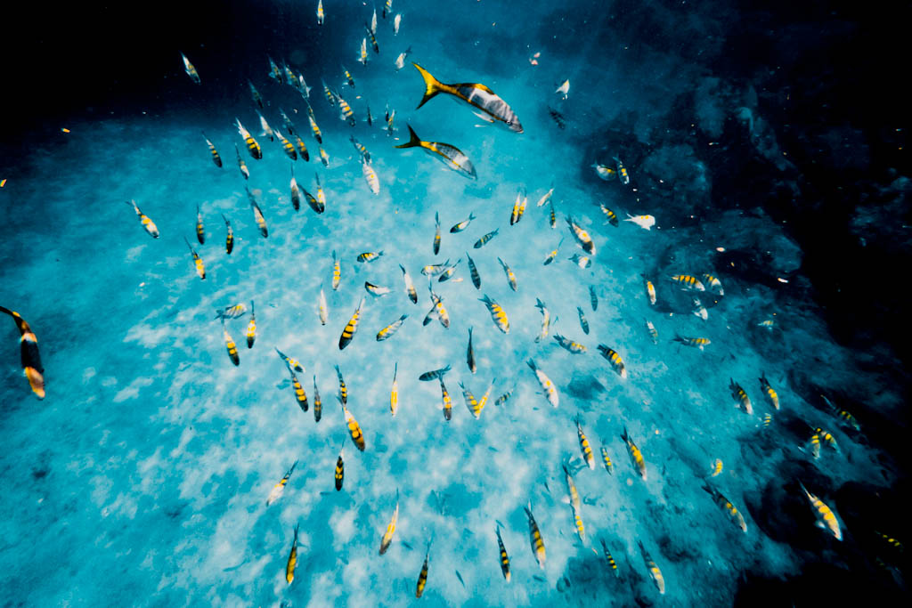 Schools of fish seen whilst diving around Nevis.