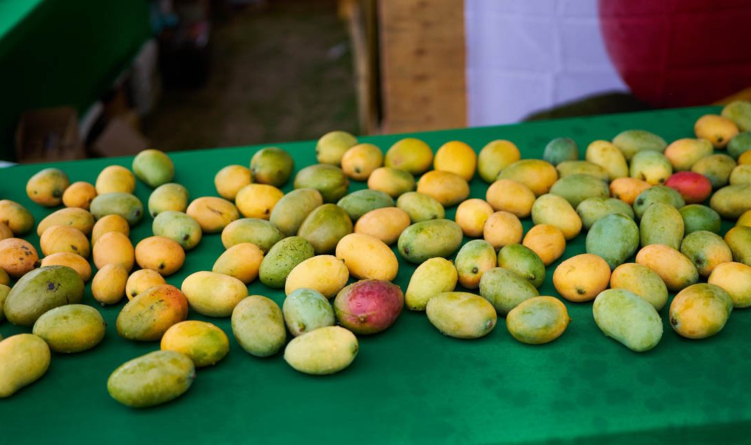 44 varieties of mangoes