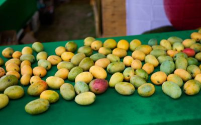 Nevis Mango Festival 2025: Dates Announced for a Sweet Celebration