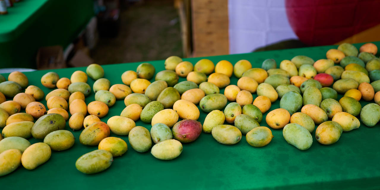 44 varieties of mangoes