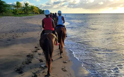 Horseback Tours on Nevis: Prices, Routes, and Tips (2025 Update)