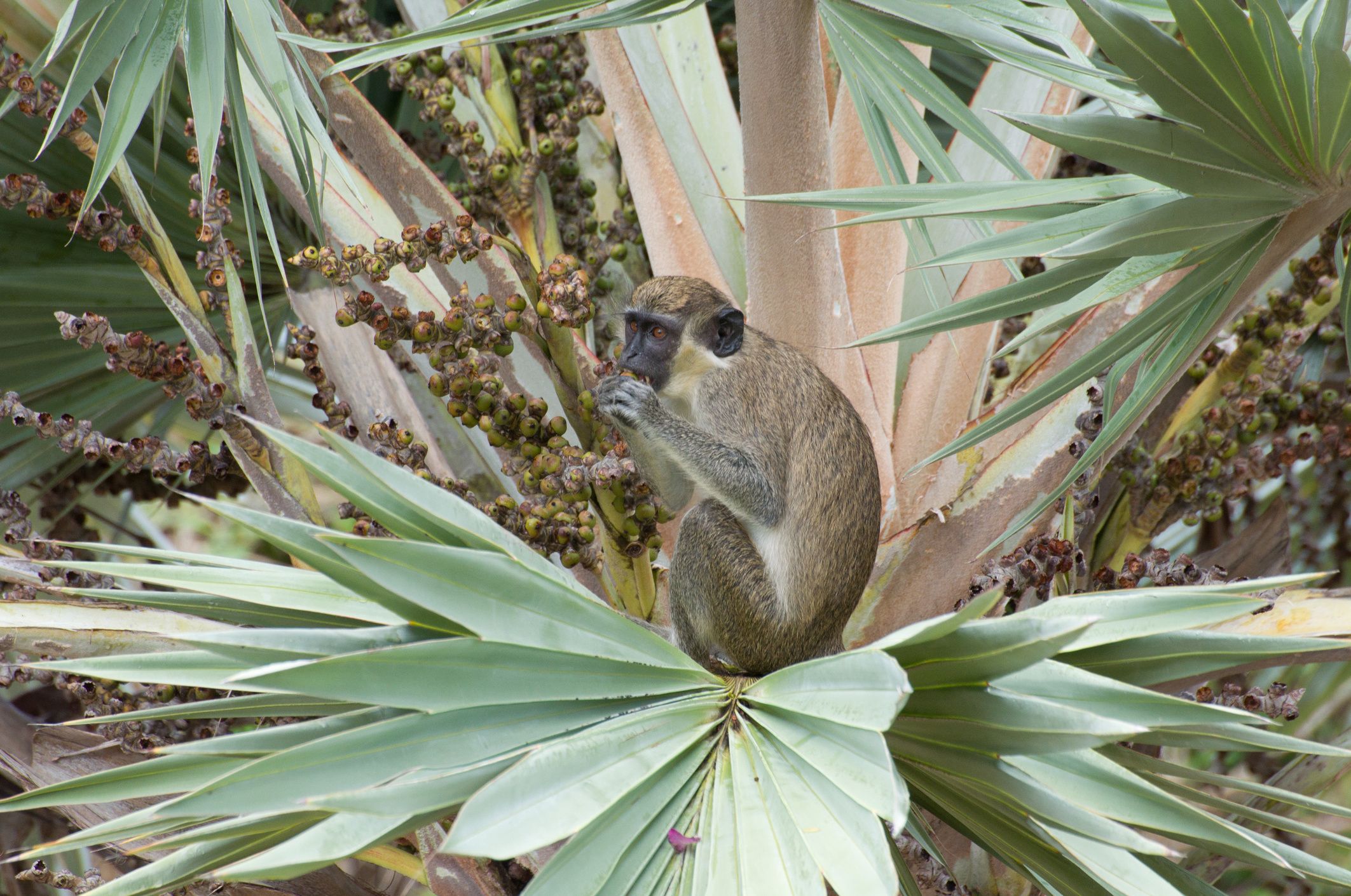 Vervet monkey, Nevis — common across the island